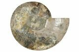 Cut & Polished Ammonite Fossil (Half) - Madagascar #342137-1